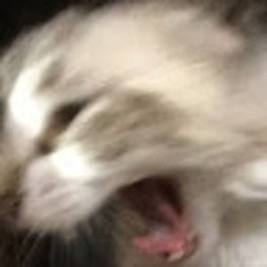 Meet your Posher, Heidi